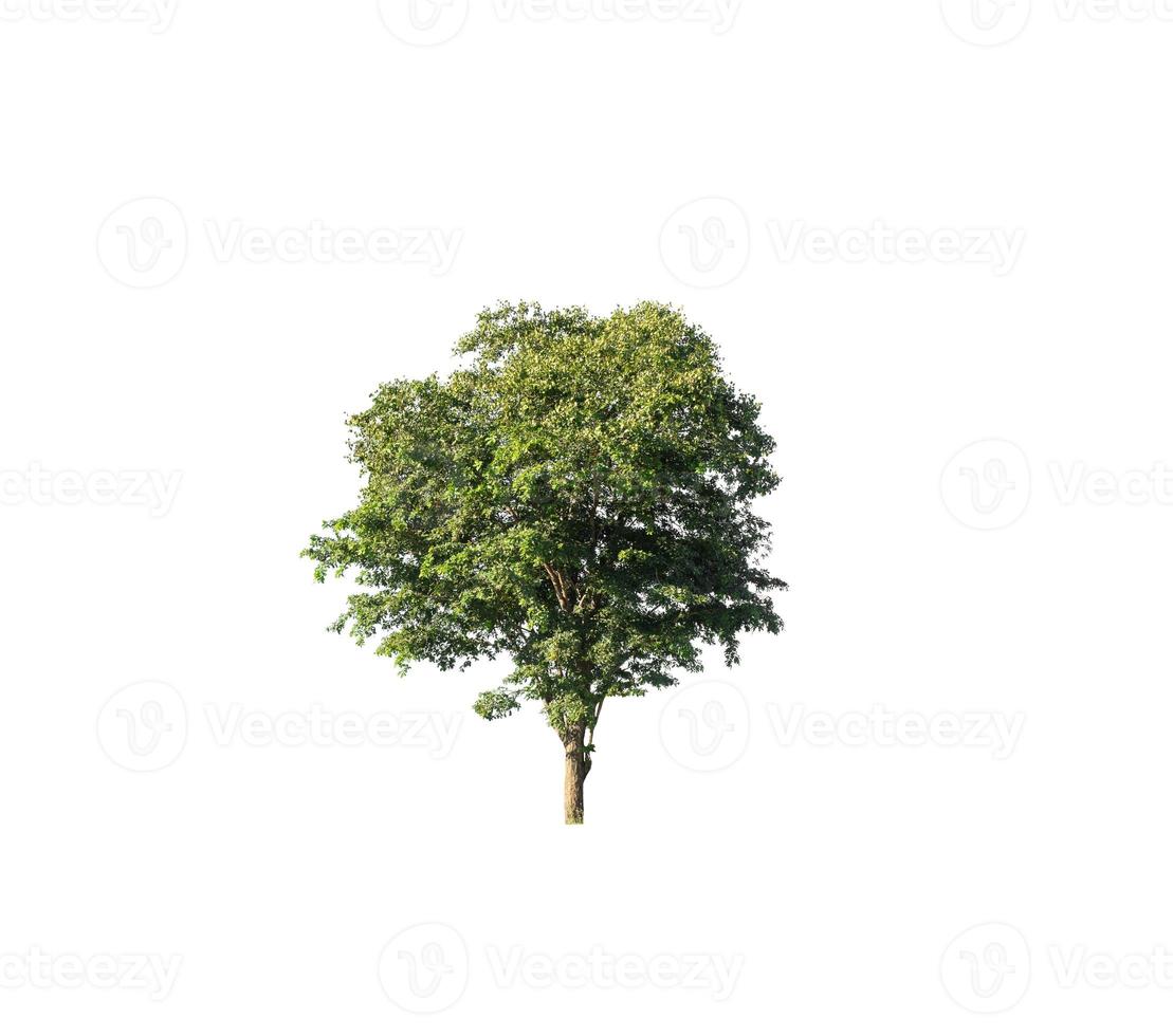 Tree isolated on white background. photo