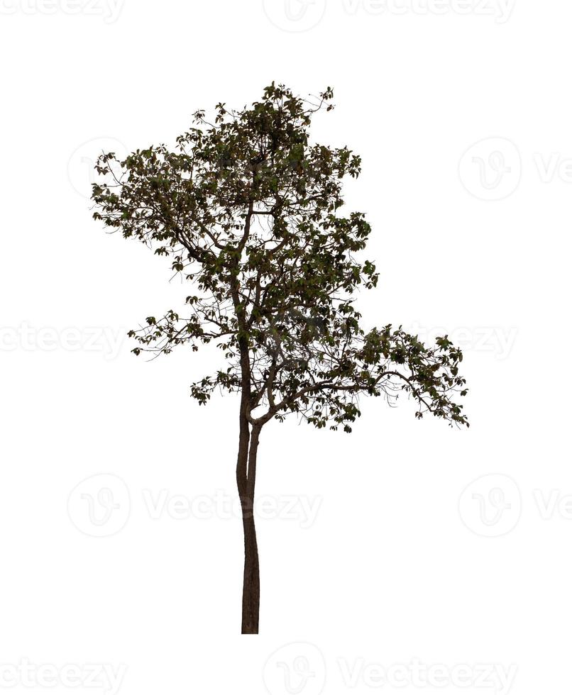 Tree isolated on white background. photo
