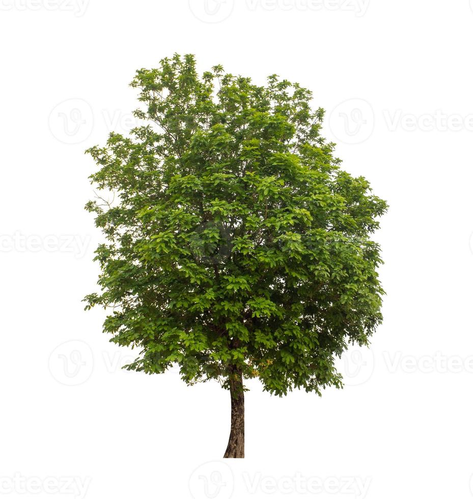 Tree that are isolated on a white background are suitable for both printing and web pages photo