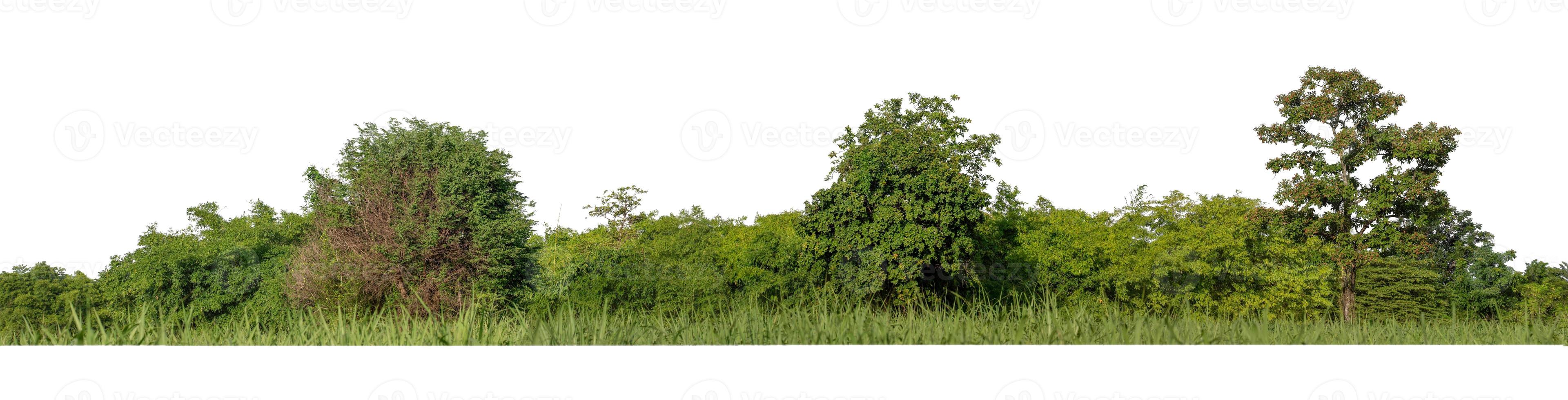 Forest and foliage in summer for both printing and web pages isolated on white background photo