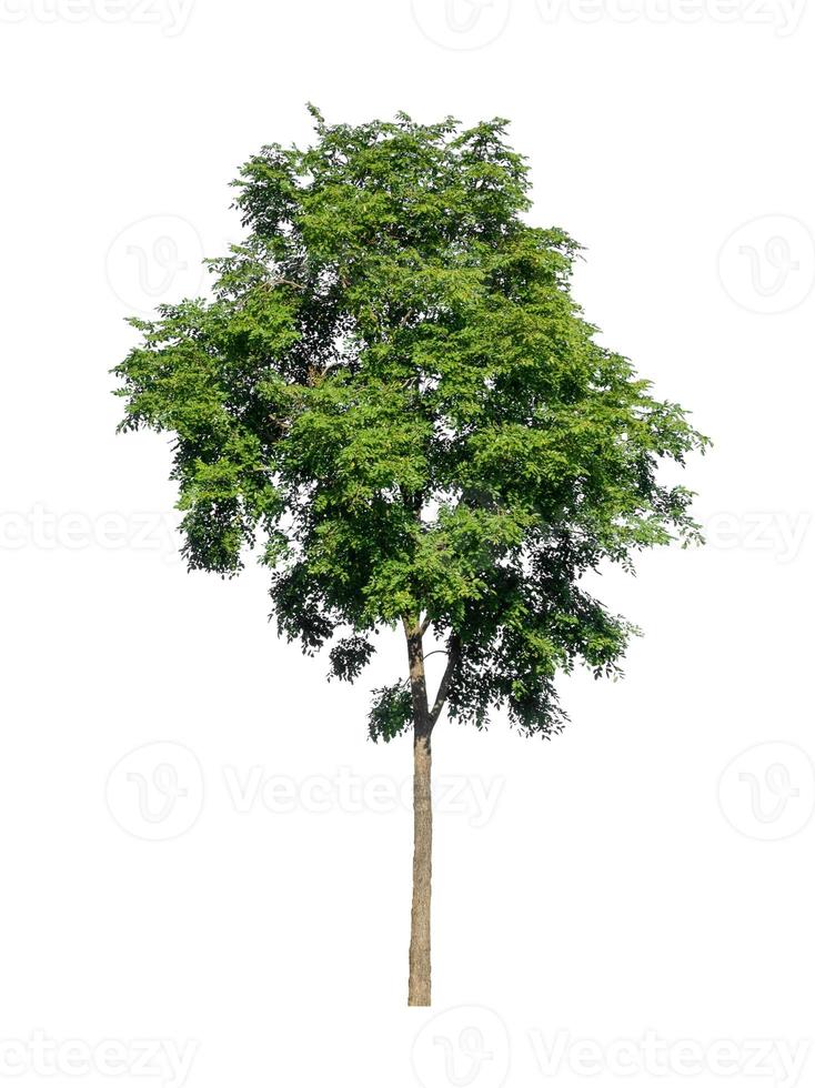 Tree that are isolated on a white background are suitable for both printing and web pages photo