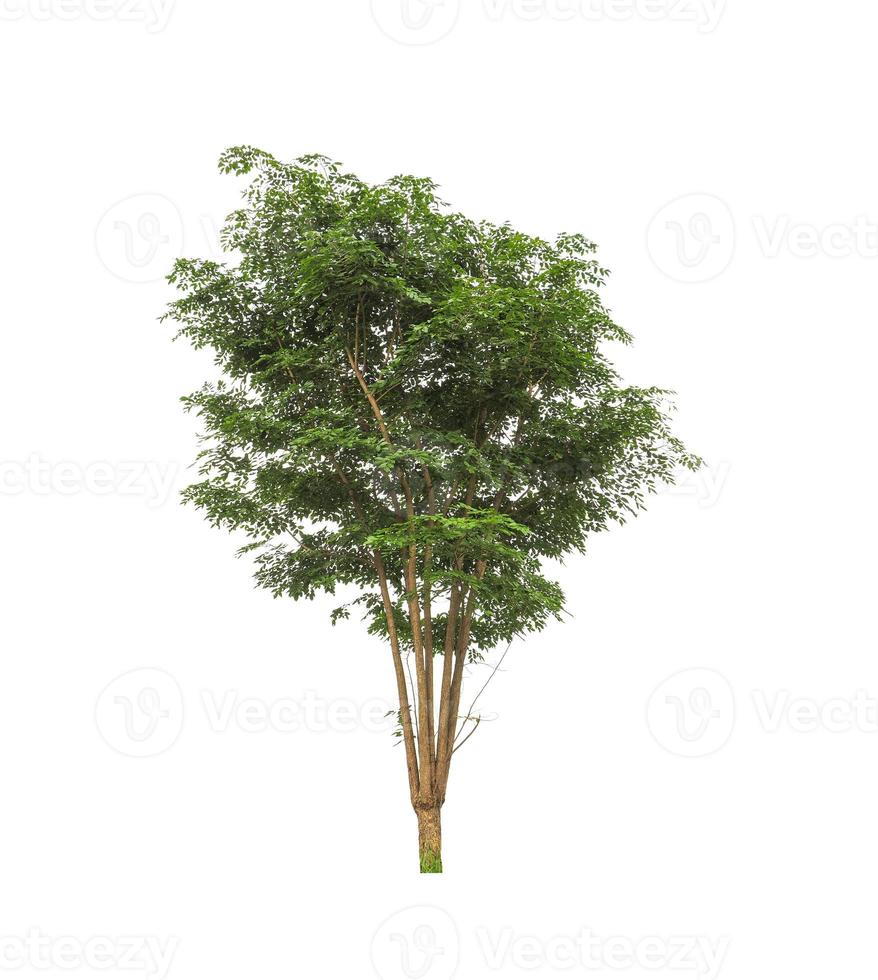 Tree that are isolated on a white background are suitable for both printing and web pages photo