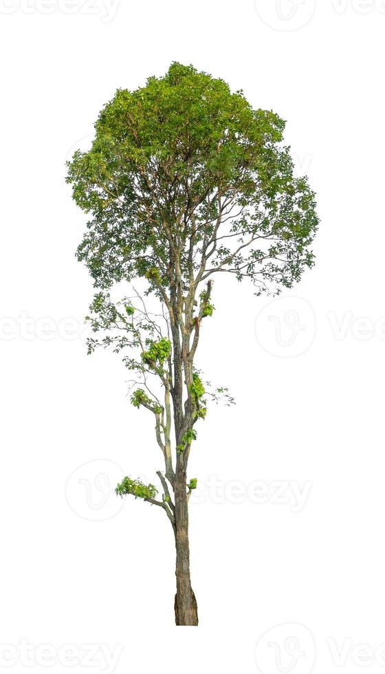 tree isolated on white background photo