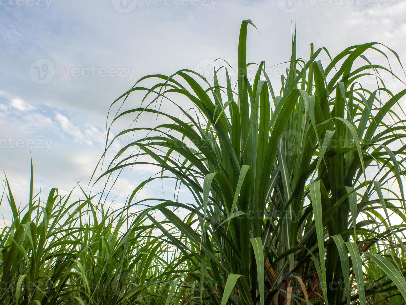 Sugarcane field at sunrise. Aerial view or top view of Sugarcane or agriculture in Thailand. photo