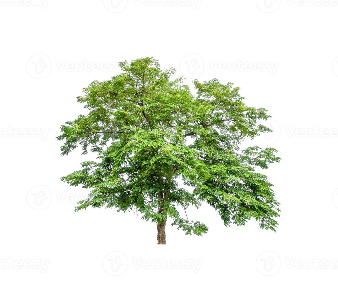 Tree that are isolated on a white background are suitable for both printing and web pages photo