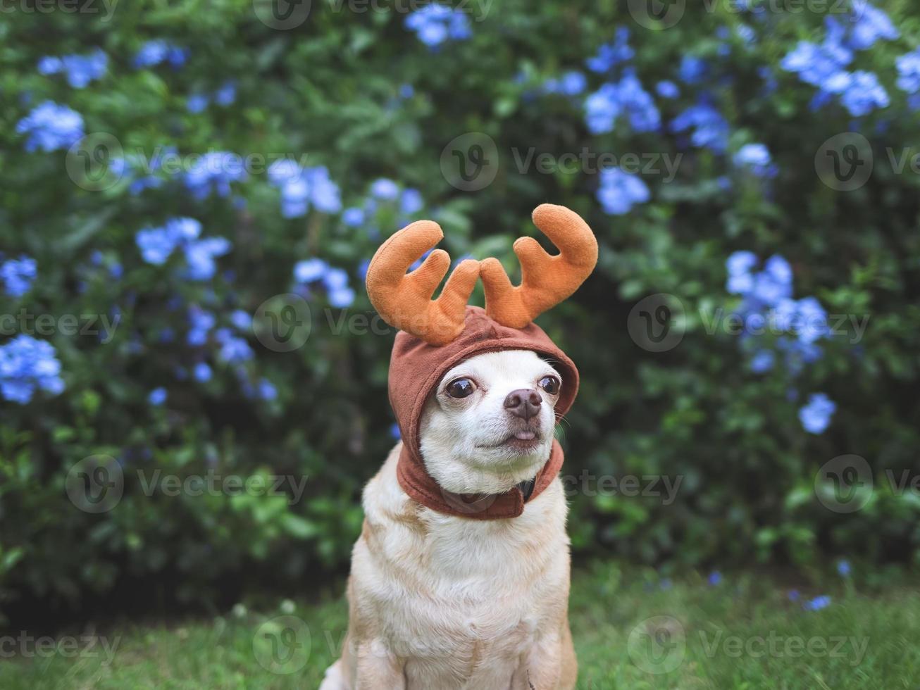 brown short hair Chihuahua dog wearing reindeer horn hat, sitting on green grass in the garden with purple flowers, copy space. Christmas and New year celebration. photo
