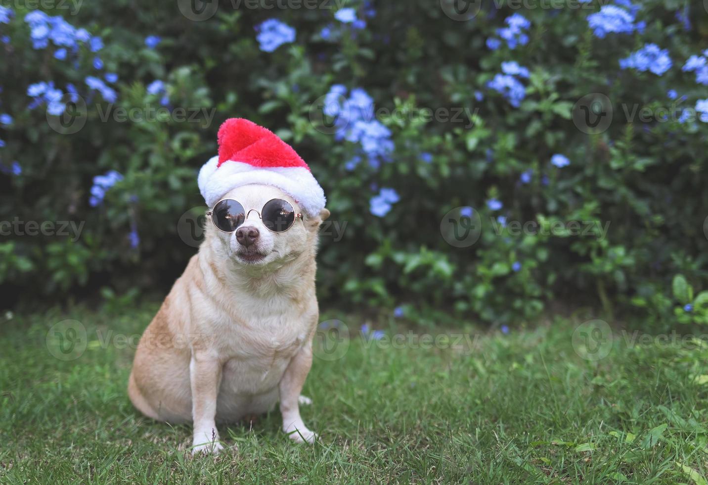 perro chihuahua marrón con gafas de sol y sombrero de santa claus sentado en la hierba verde en el jardín con fondo de flores púrpura, espacio para copiar, mirando la cámara. celebración de navidad y año nuevo. foto