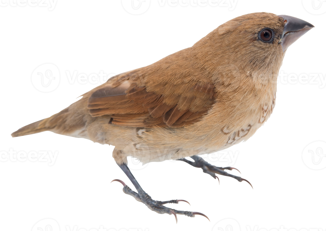 House Sparrow against isolated png