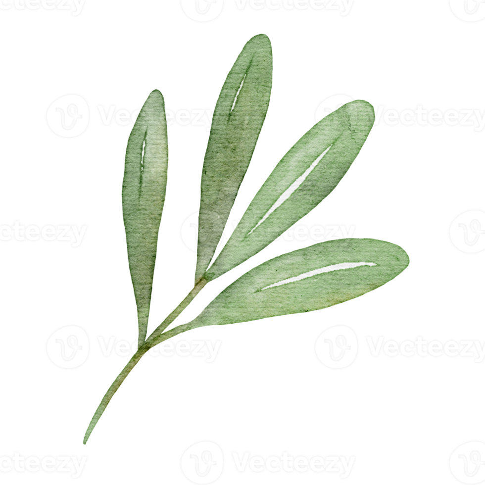 olive leaf watercolor png