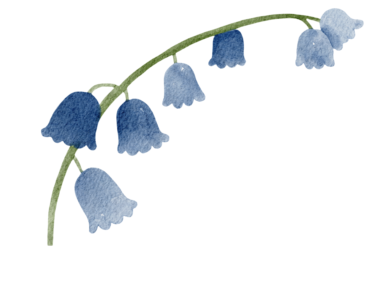 Lily Of The Valley png