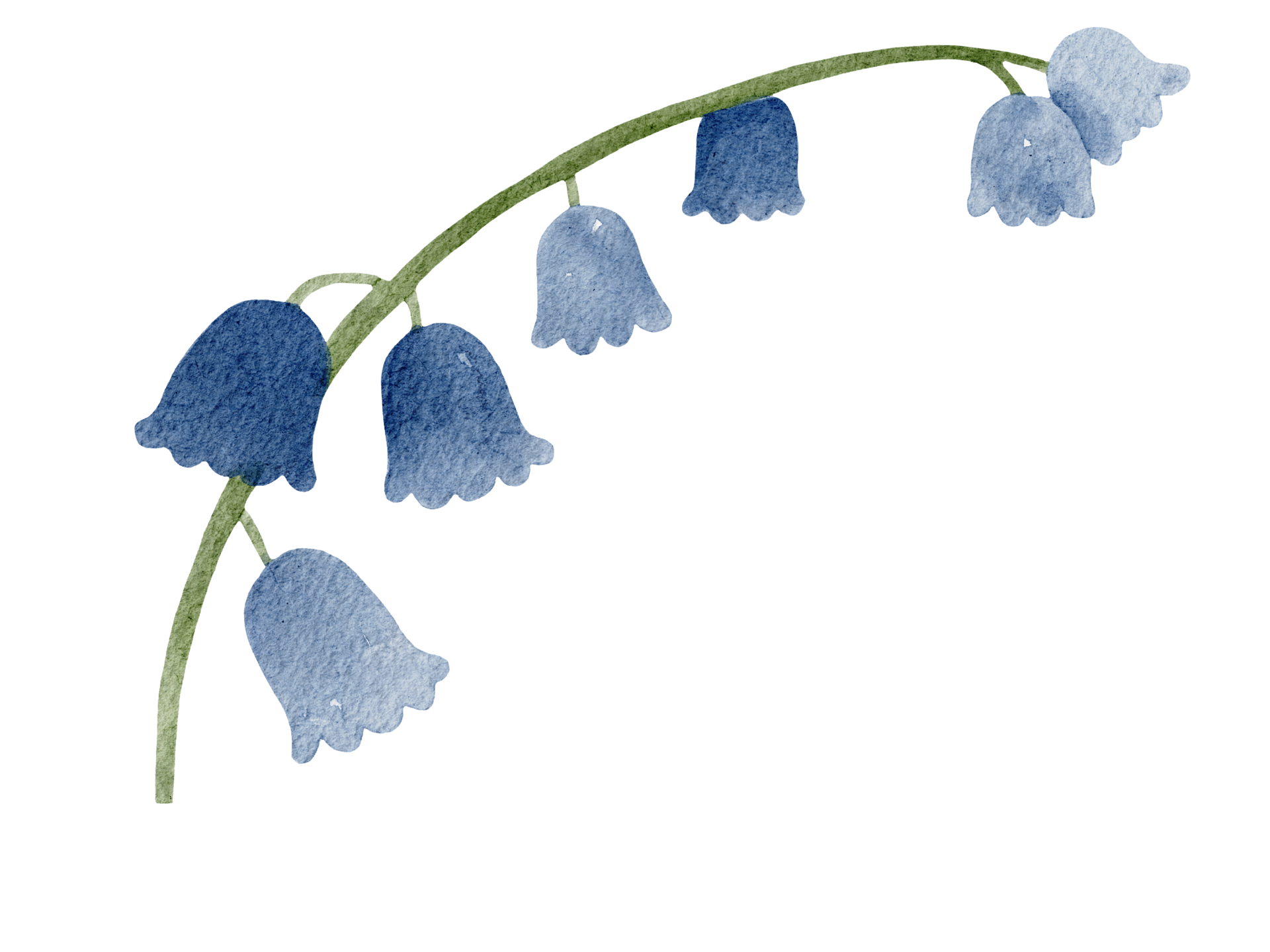muguet-13166064-png