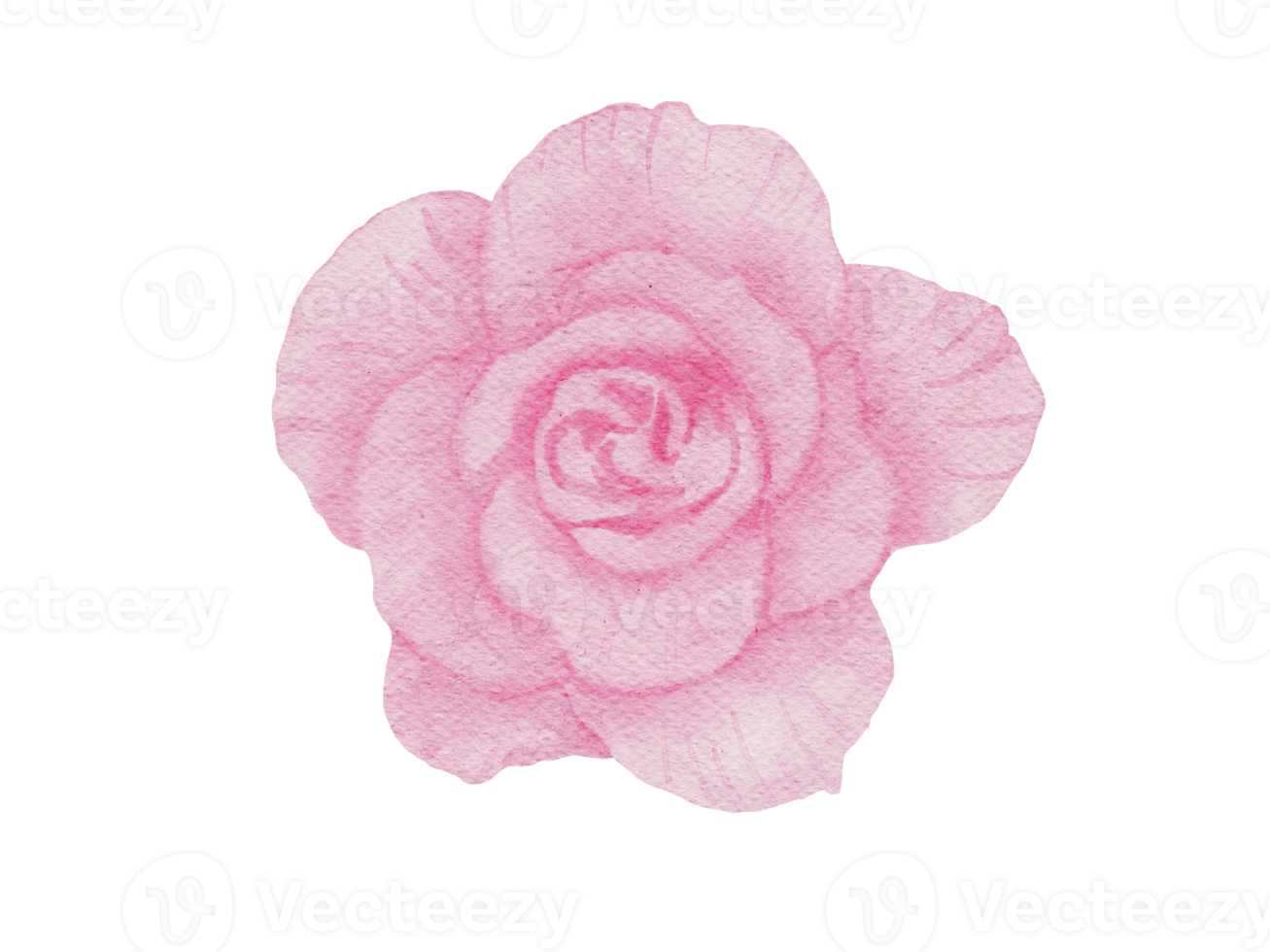 illustration aquarelle fleur rose png