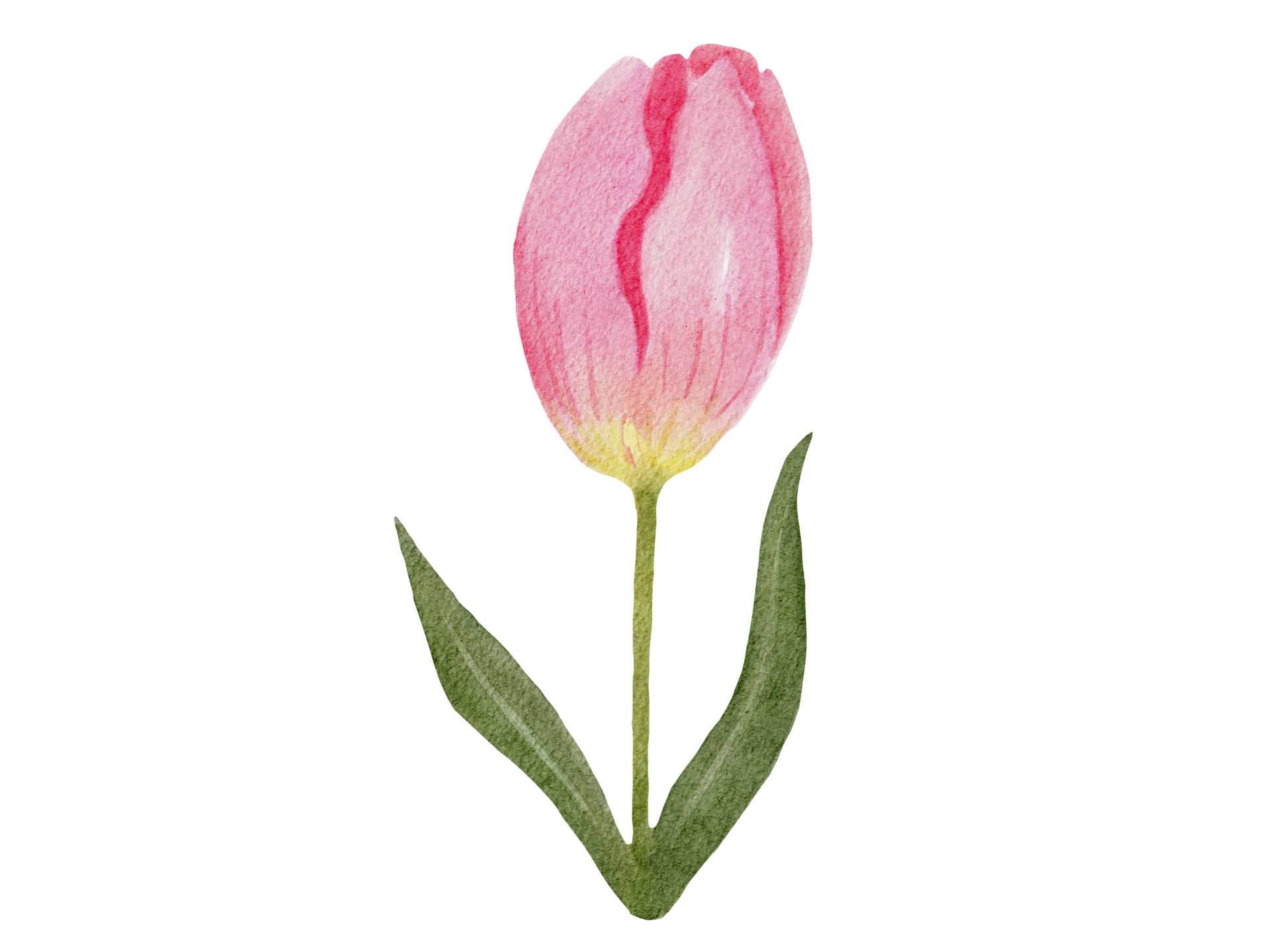 Free Tulip Flower Watercolor Illustration 13166092 PNG with Transparent ...