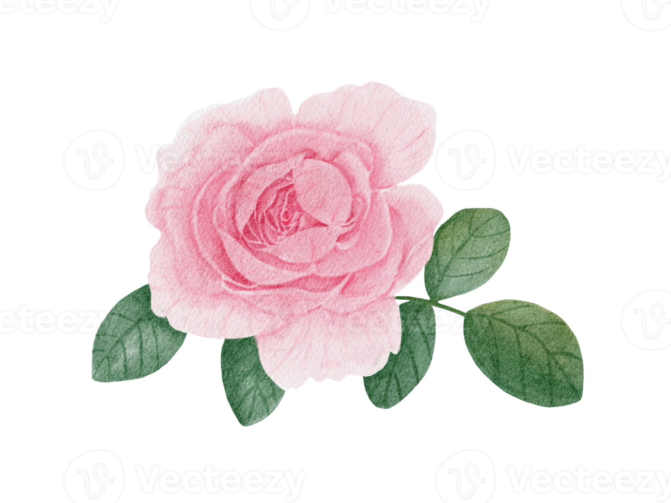 rosa fiore acquerello illustrazione png