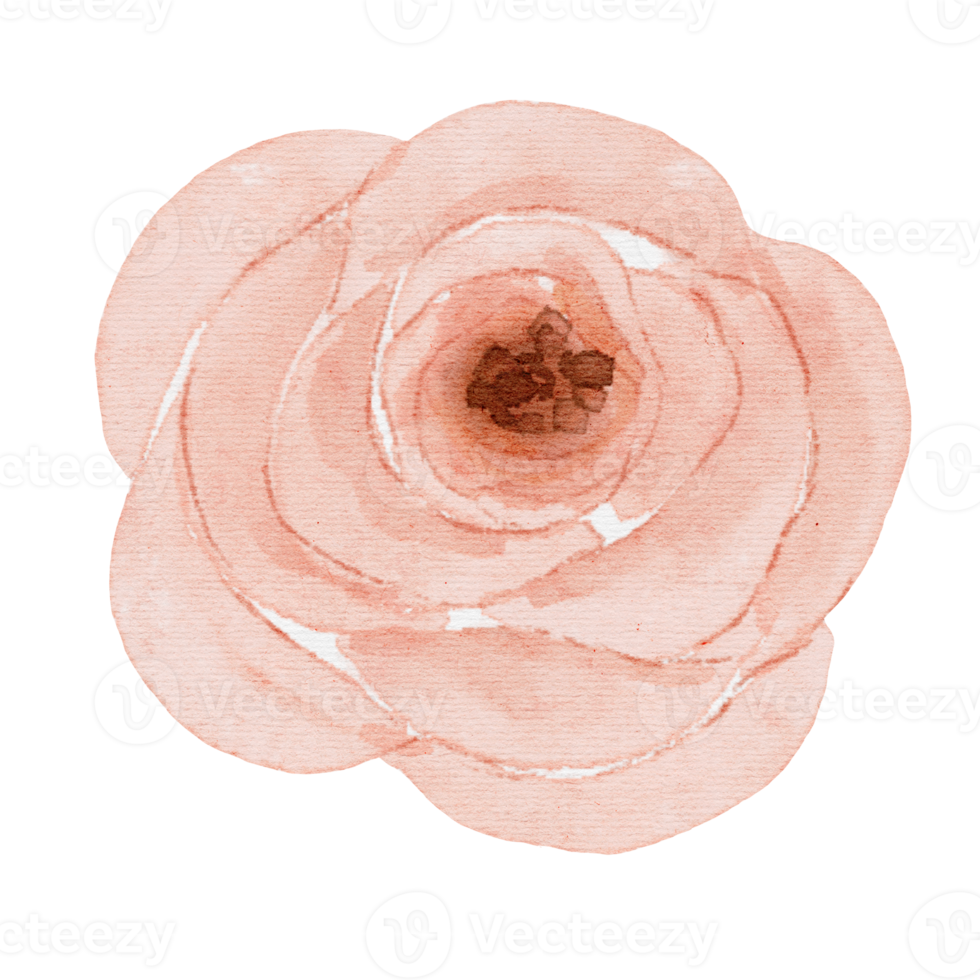 Pink Rose Watercolor png