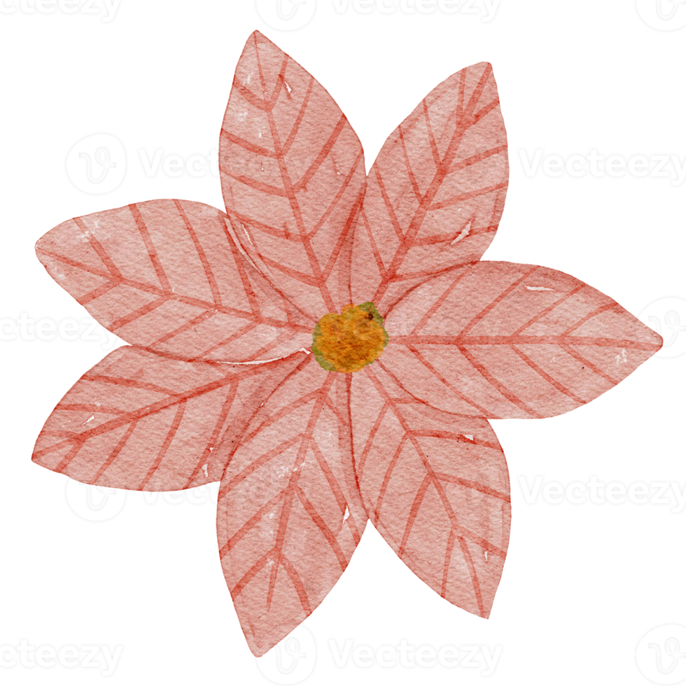 Poinsettia Watercolor Illustration png