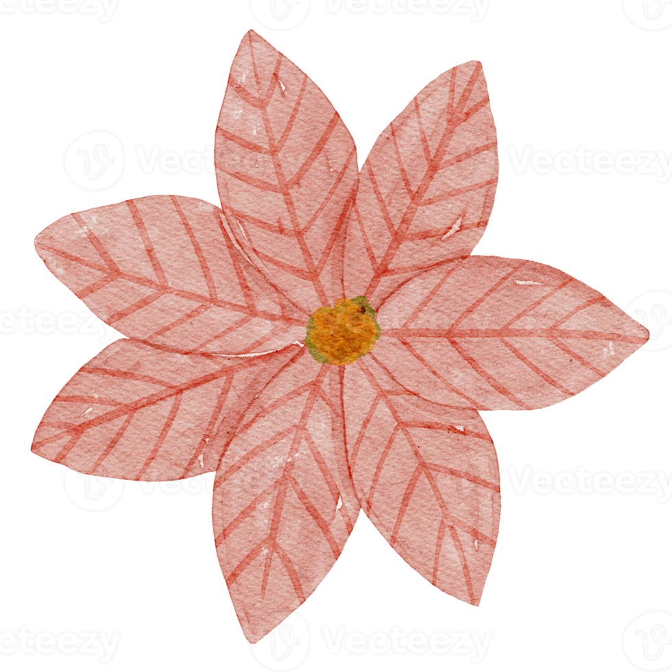 poinsettia acquerello illustrazione png