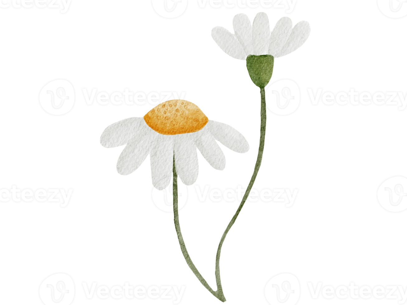 blomma vattenfärg illustration png