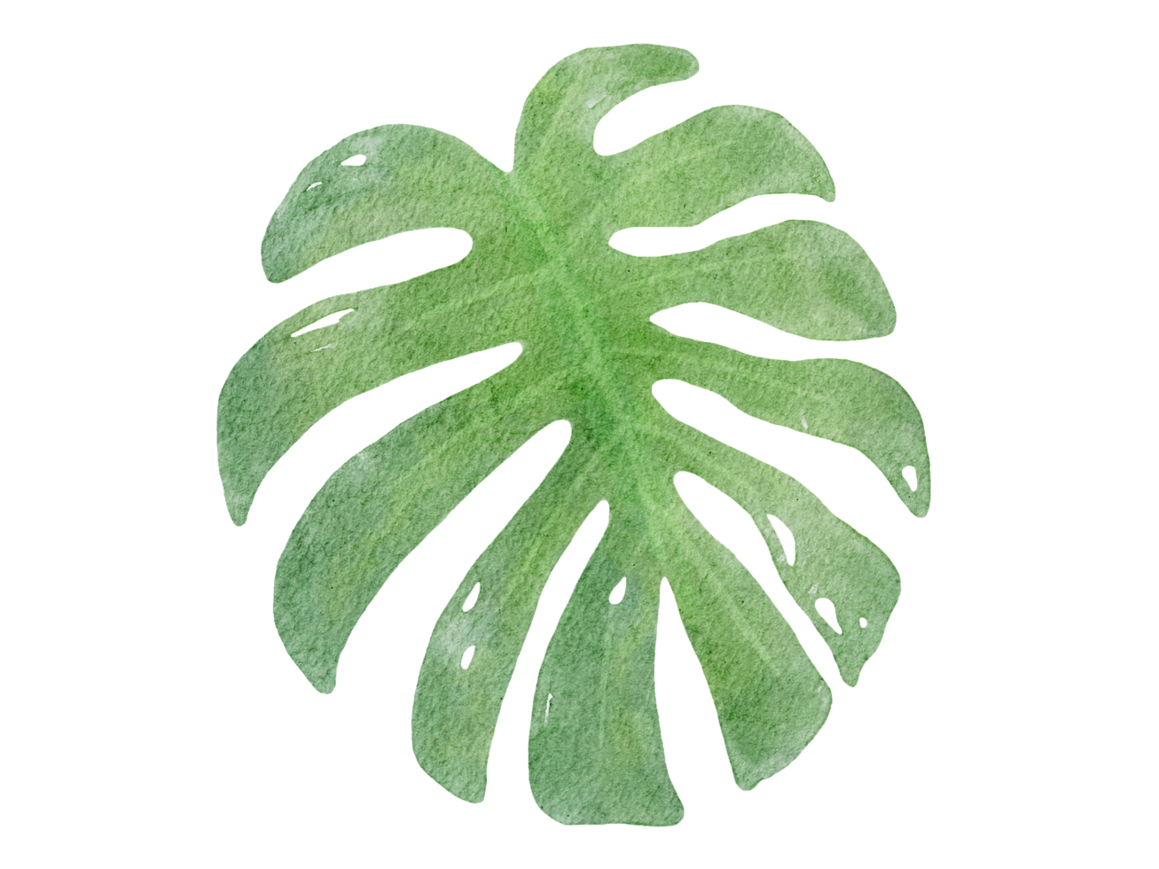 illustration aquarelle de monstera png