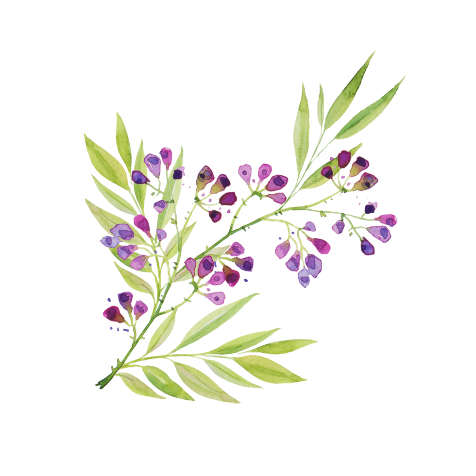 une branche de belles fleurs violettes délicates avec des feuilles. dessin à la main pour cartes de voeux, salutations, impression. png