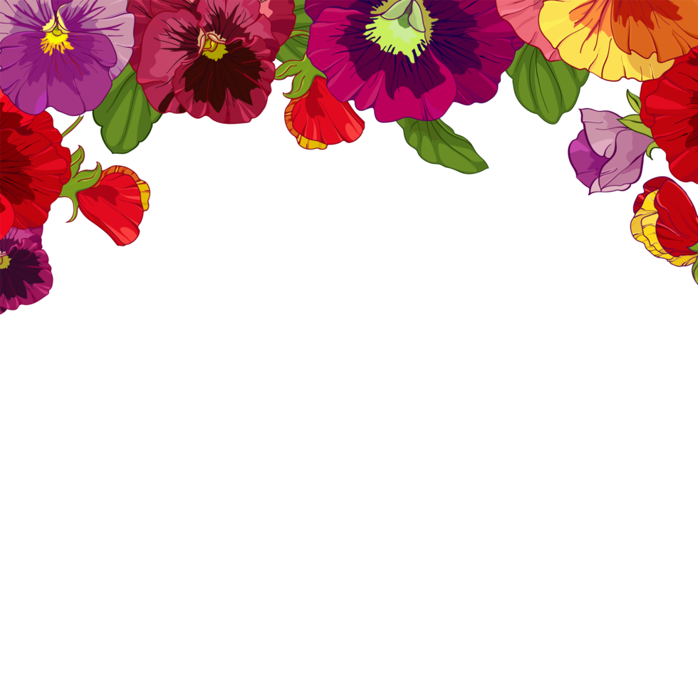 frame of bright colors of red pansies.  illustration for cards, greetings, holidays. png