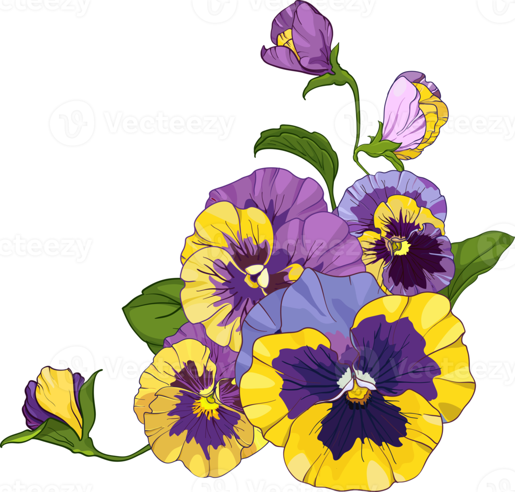 flower arrangement of pansies isolated on a white background. bouquets viola, yellow and purple flowers green leaves. png