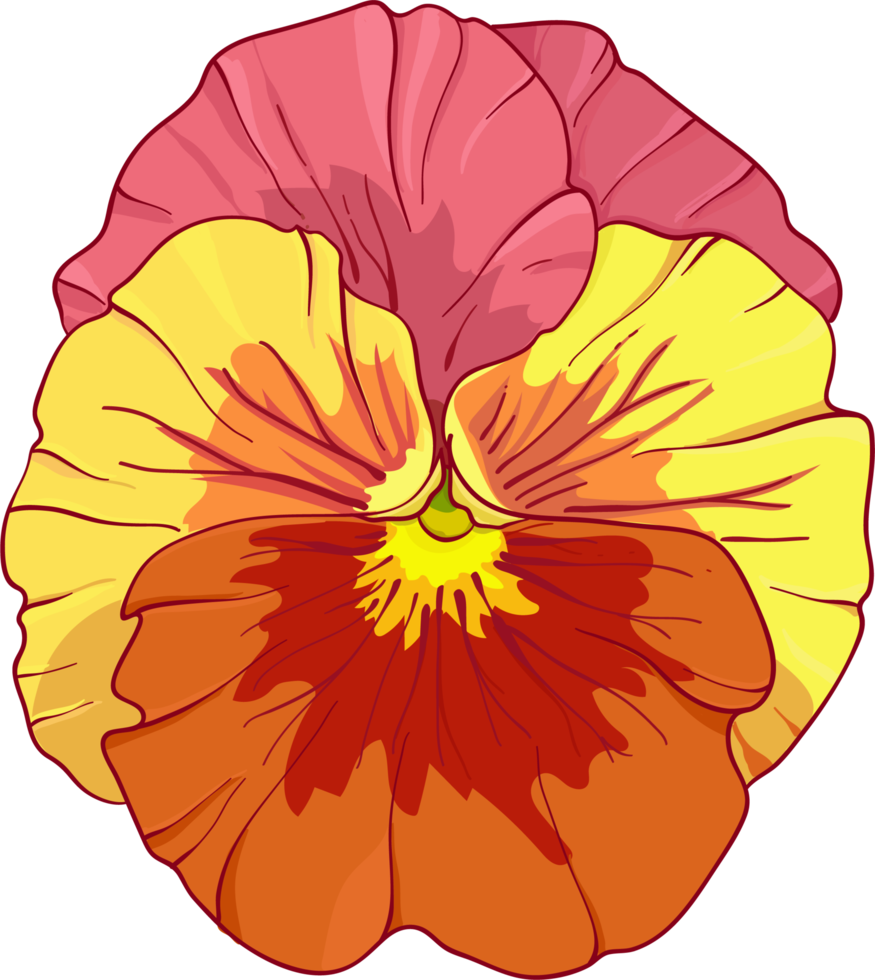 Red and orange pansies, pansy viola flowers png