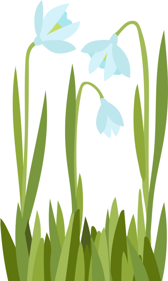 white flowers snowdrops  illustration png