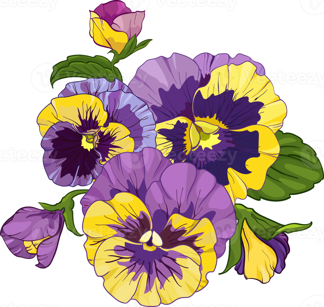flower arrangement of pansies isolated on a white background. bouquets viola, yellow and purple flowers green leaves. png