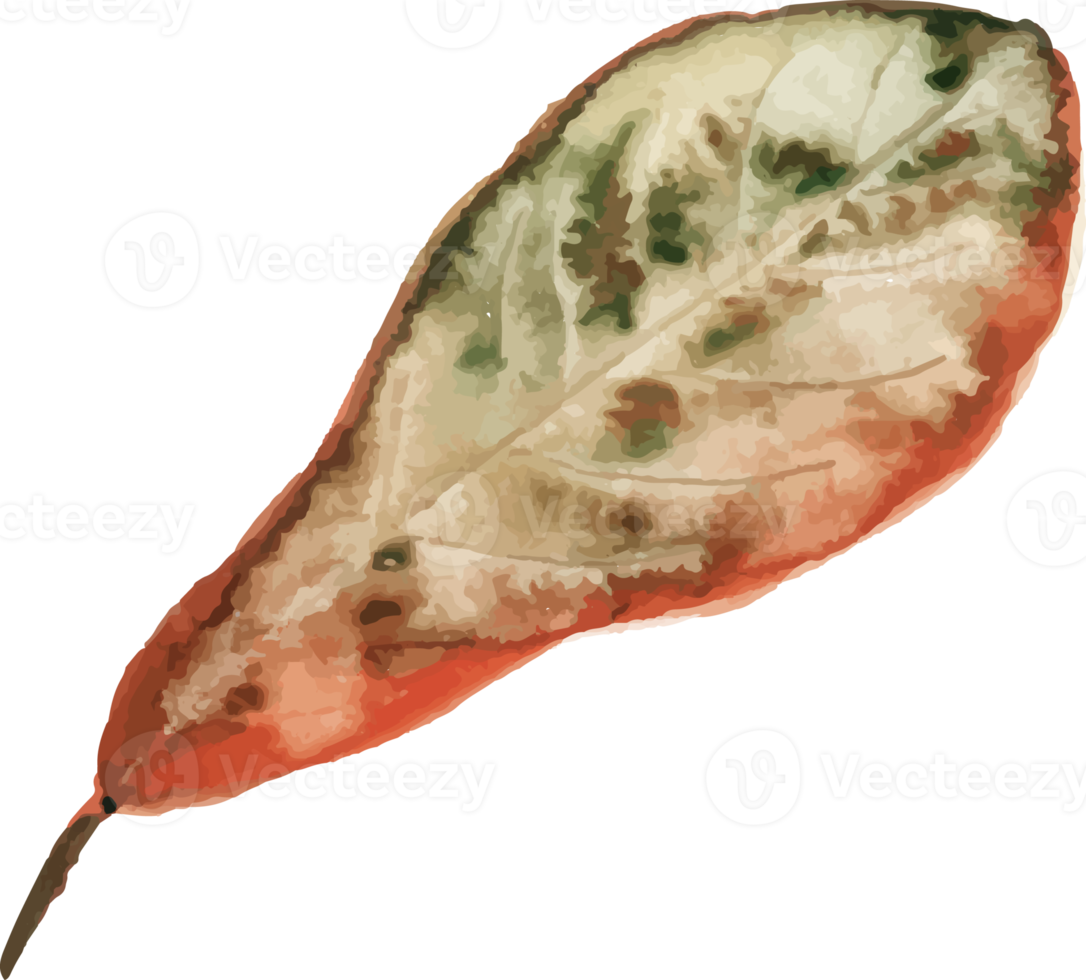 watercolor autumn leaves png