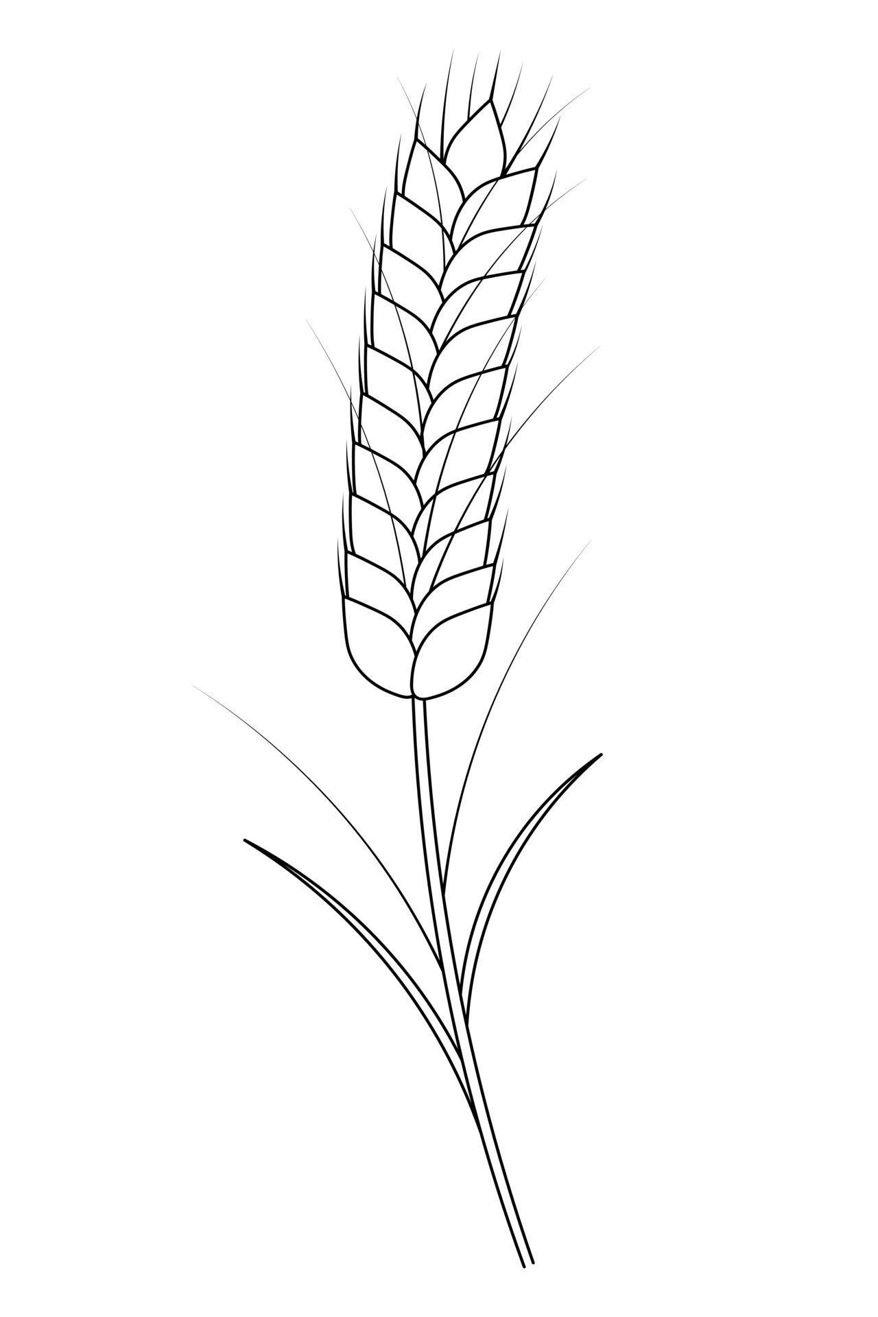 Ear of wheat. A cereal crop needed to make flour. Gathering the summer