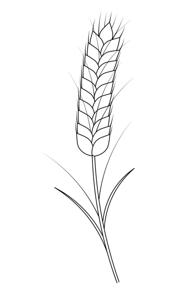 Ear of wheat. A cereal crop needed to make flour.  Gathering the summer harvest. Seasonal product. vector