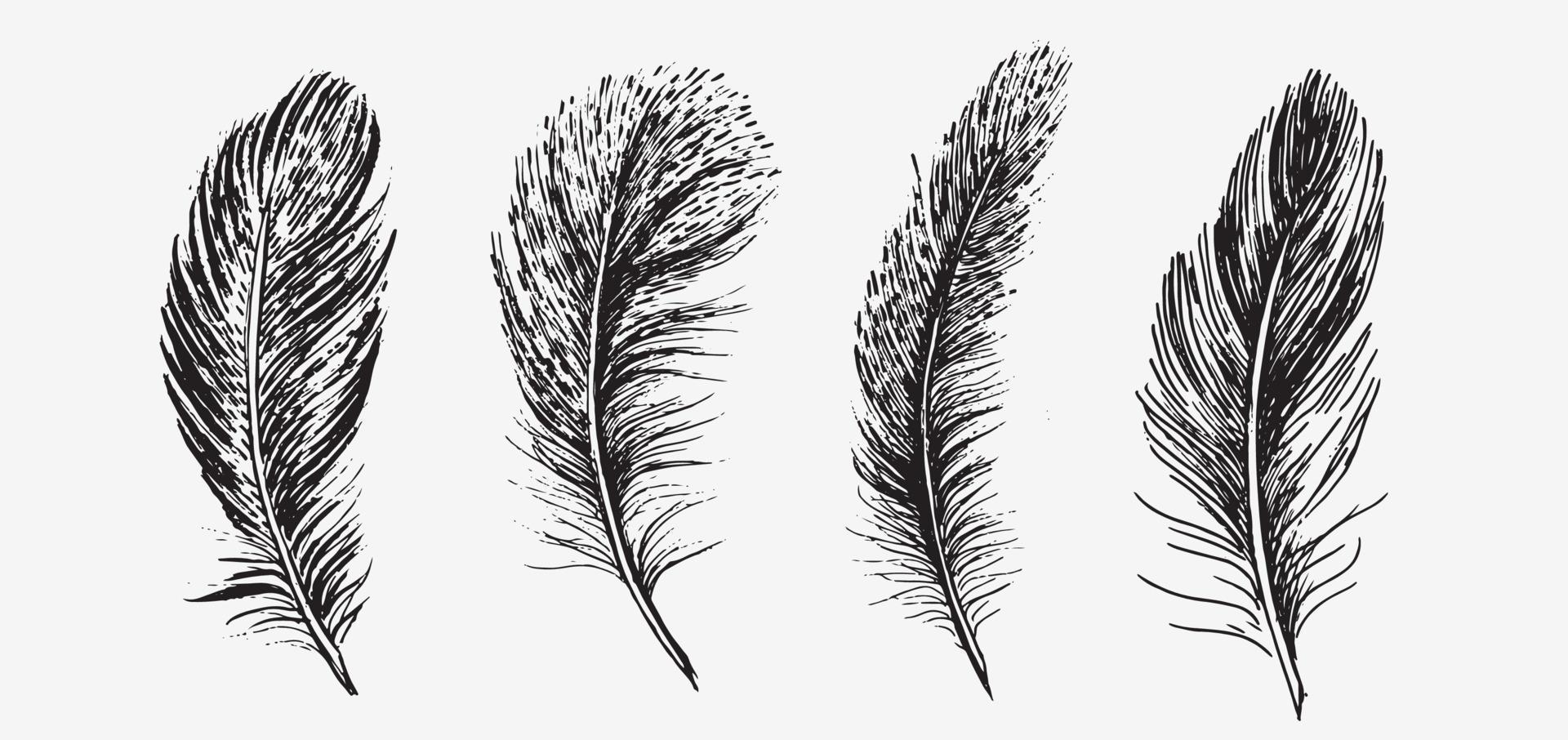 Feathers. Hand drawn sketch style. vector