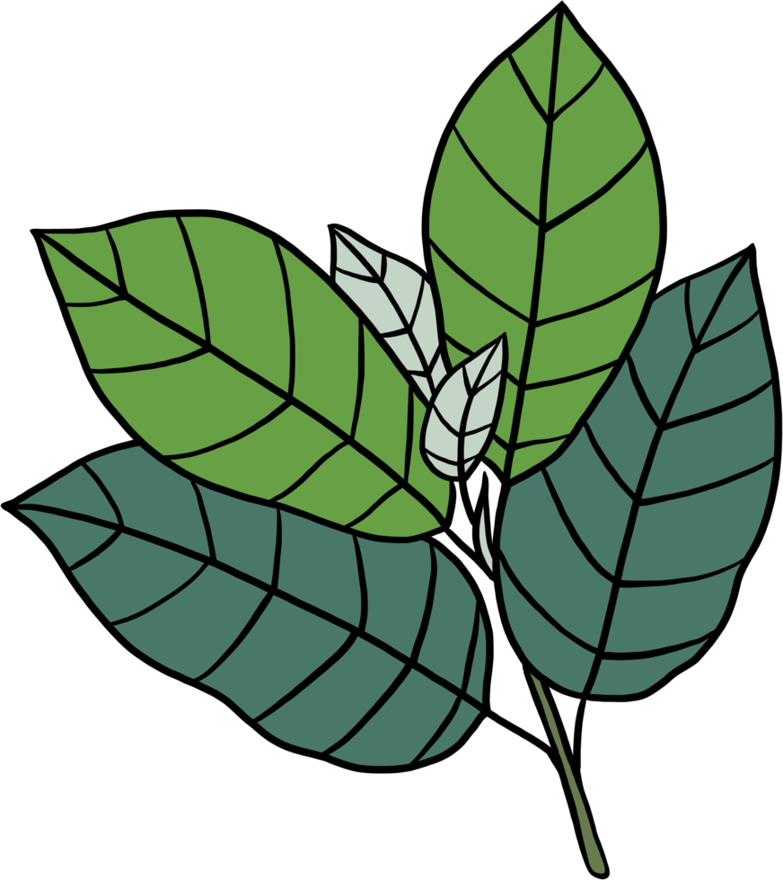 simplicity kratom leaf freehand drawing png