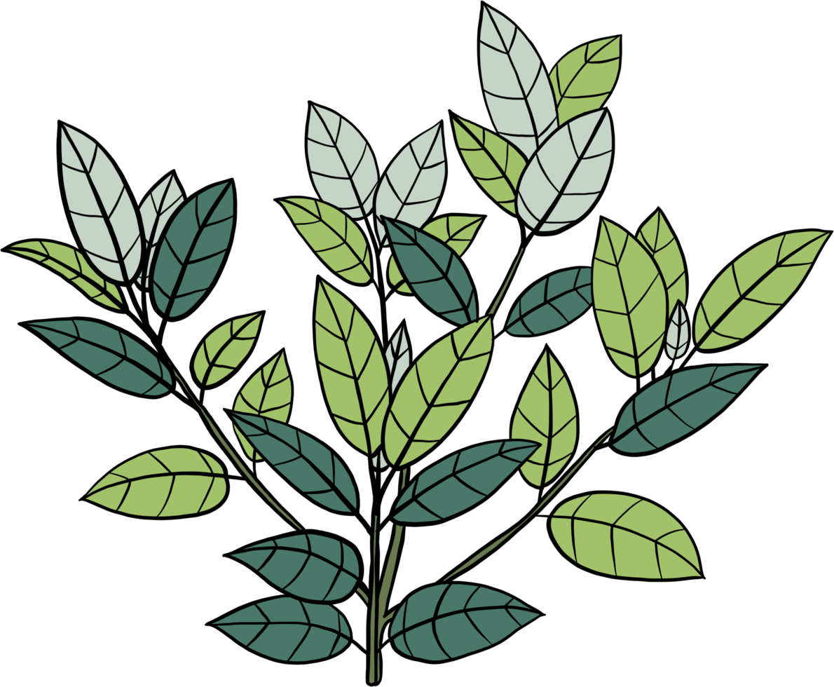 enkelhet kratom blad freehand teckning png