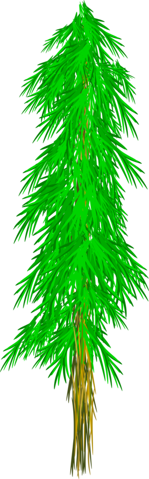 pine tree. tropical tree png