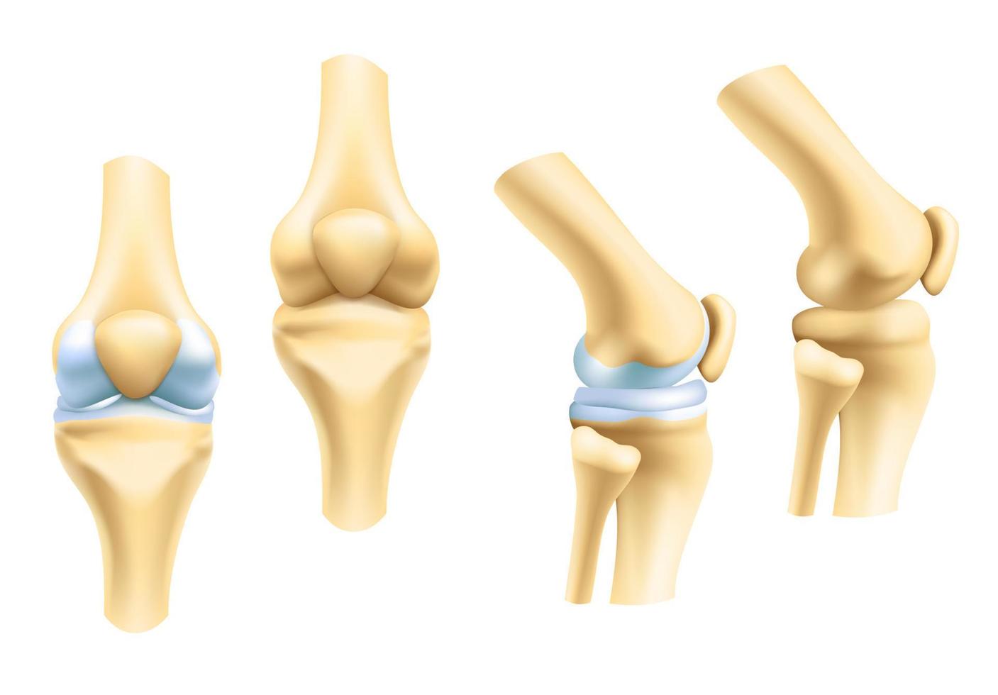 Vector icons of joints and bones
