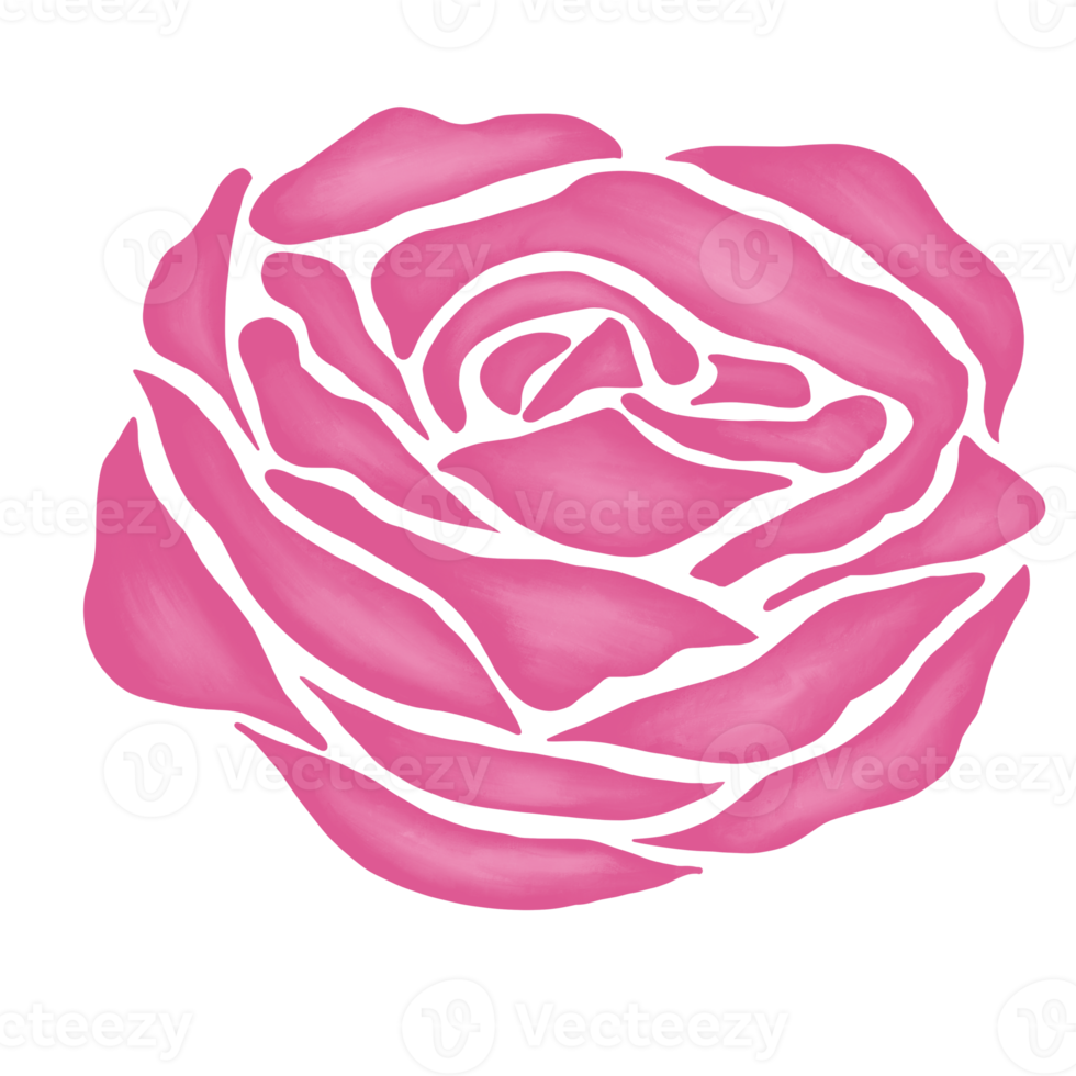 pink rose flower drawing illustration png