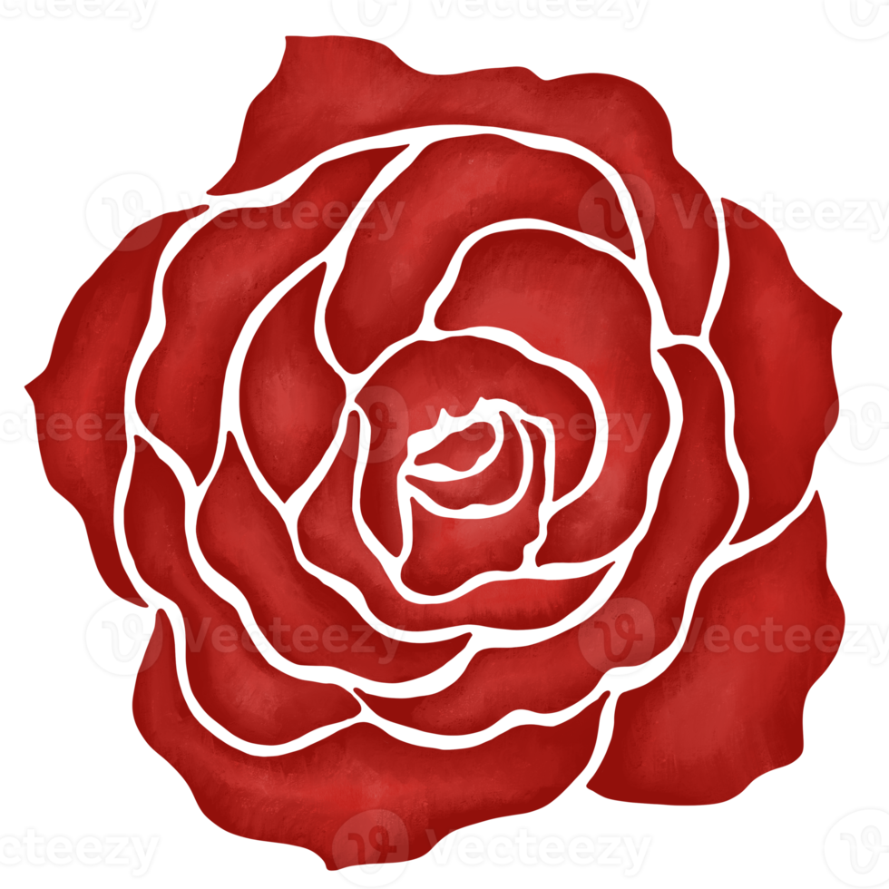 red rose flower drawing illustration png