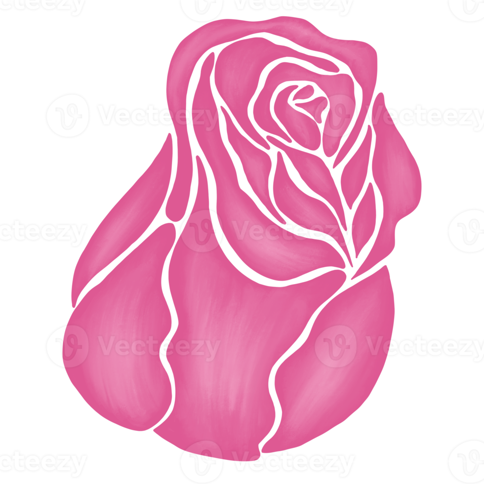 pink rose flower drawing illustration png
