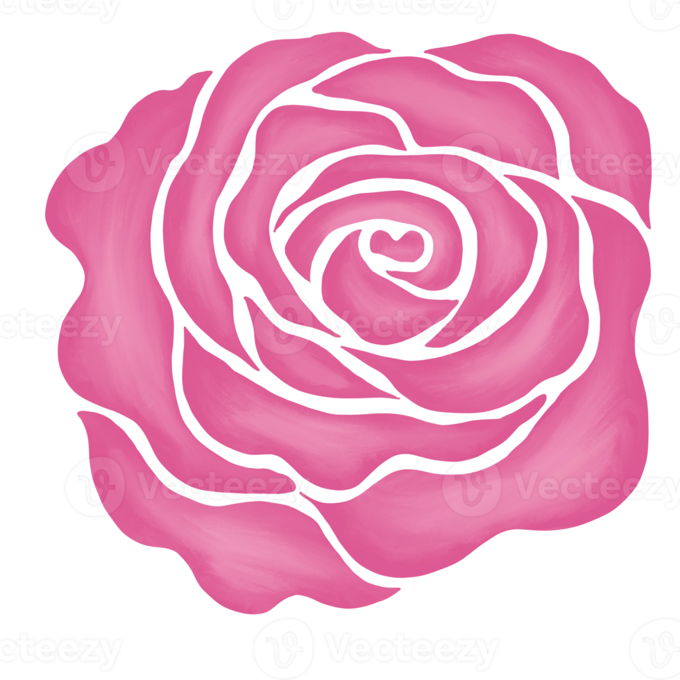 pink rose flower drawing illustration png