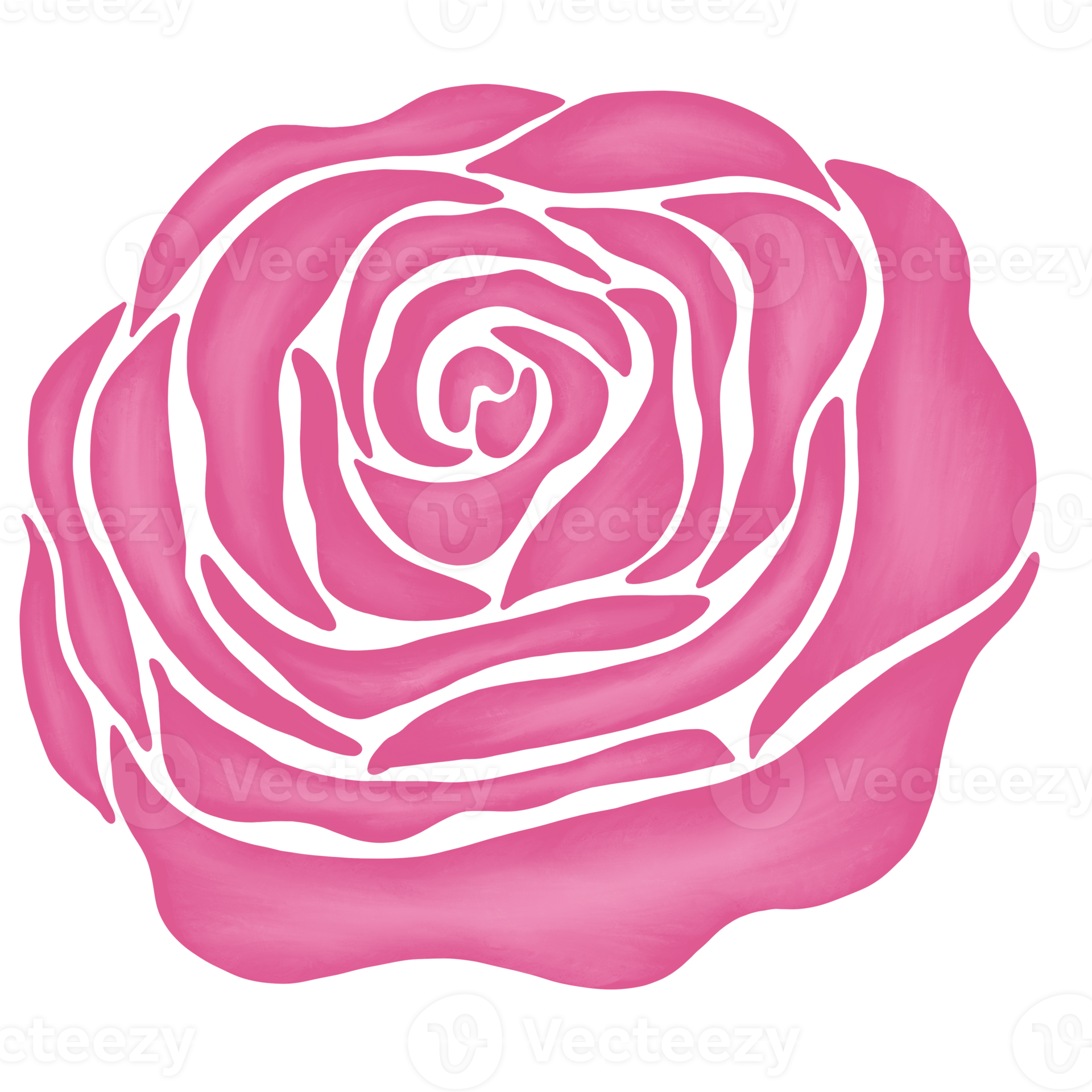 pink rose flower drawing illustration 13168257 PNG