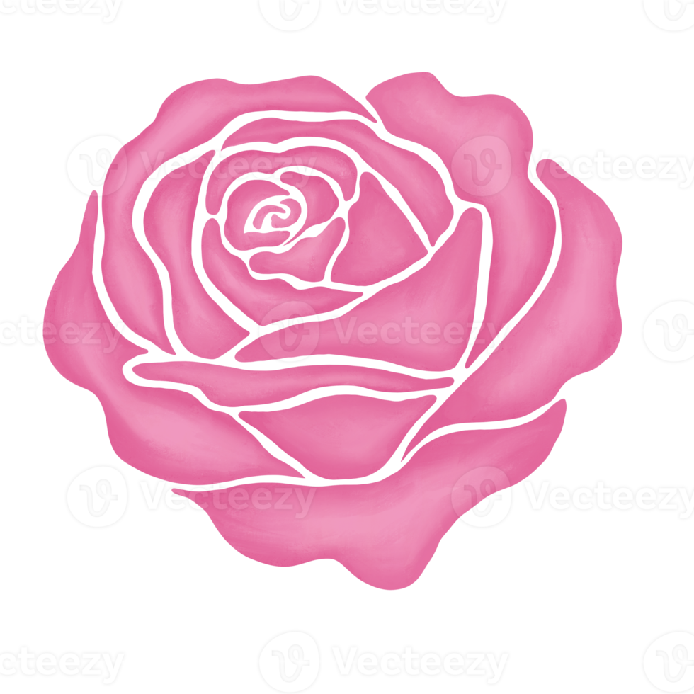 pink rose flower drawing illustration png