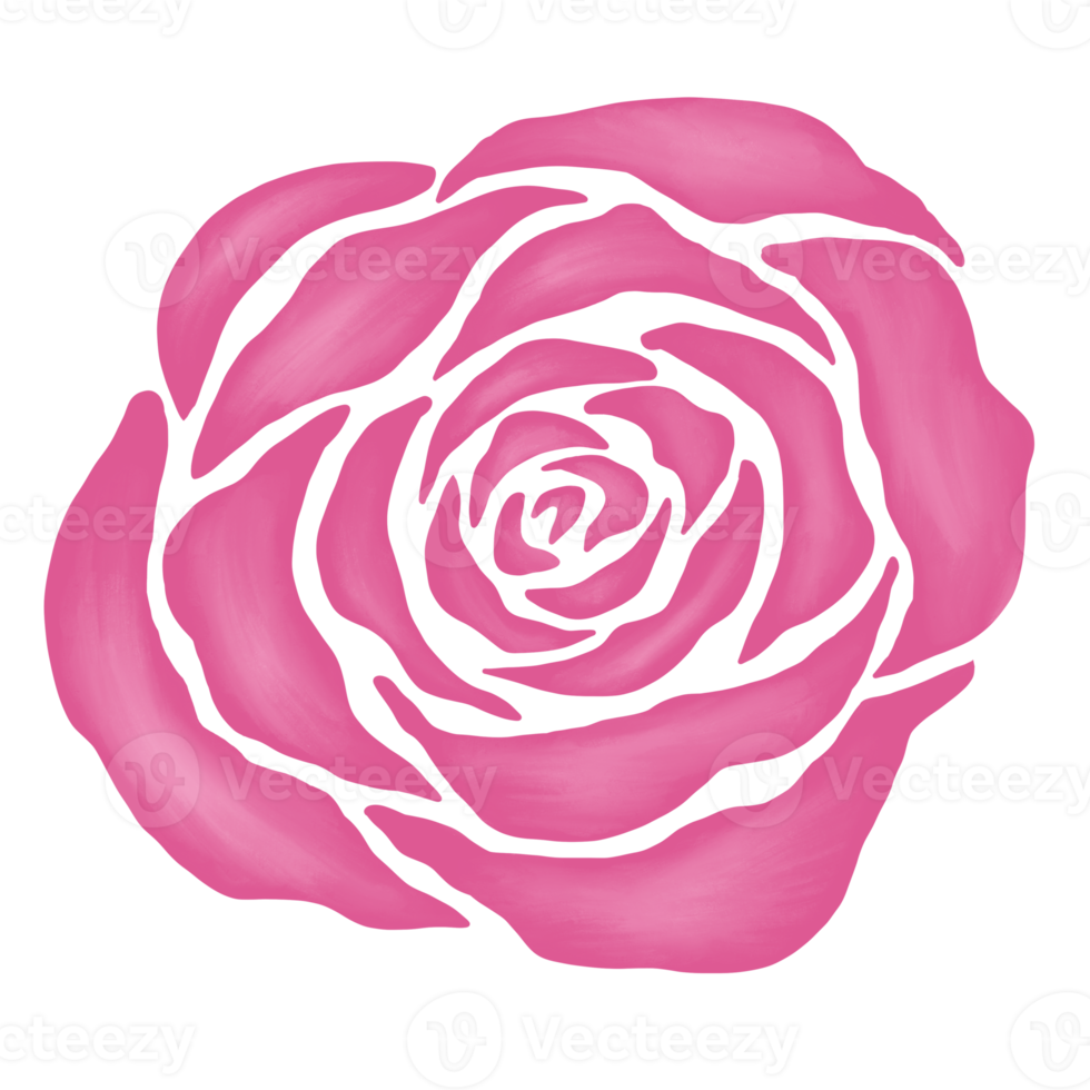 pink rose flower drawing illustration png