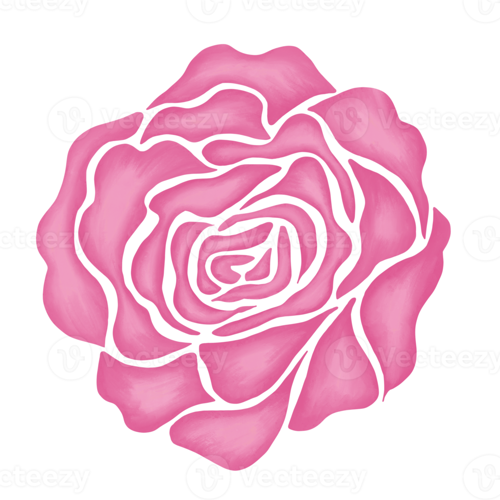 pink rose flower drawing illustration png