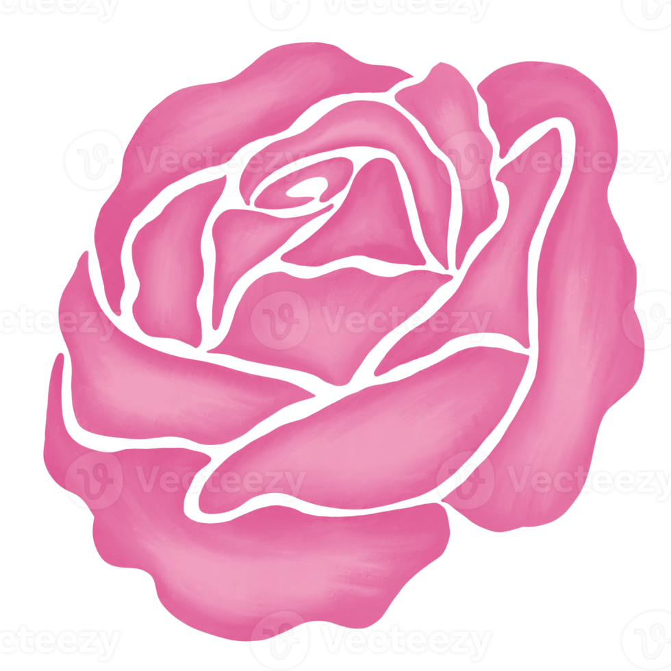 pink rose flower drawing illustration png