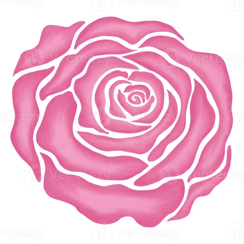 pink rose flower drawing illustration png