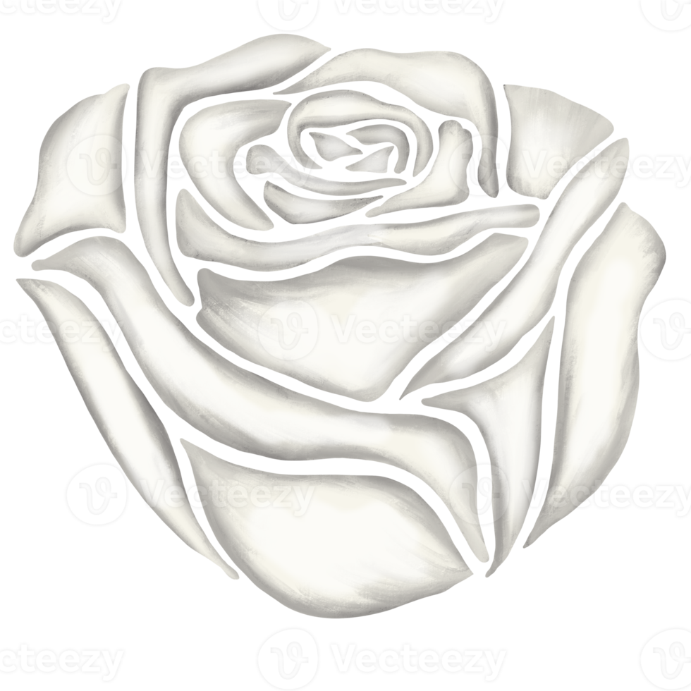 white rose flower drawing illustration png