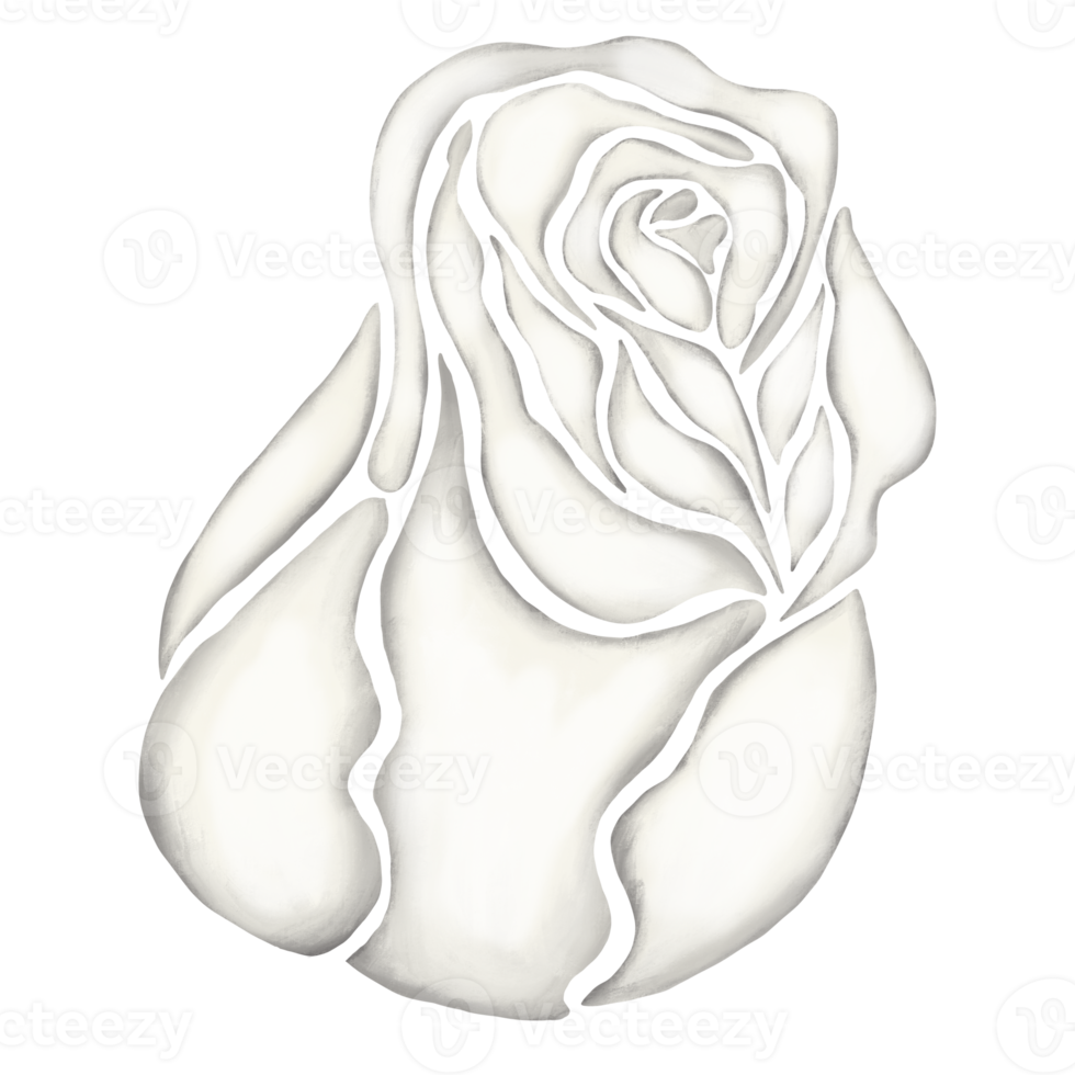 white rose flower drawing illustration png