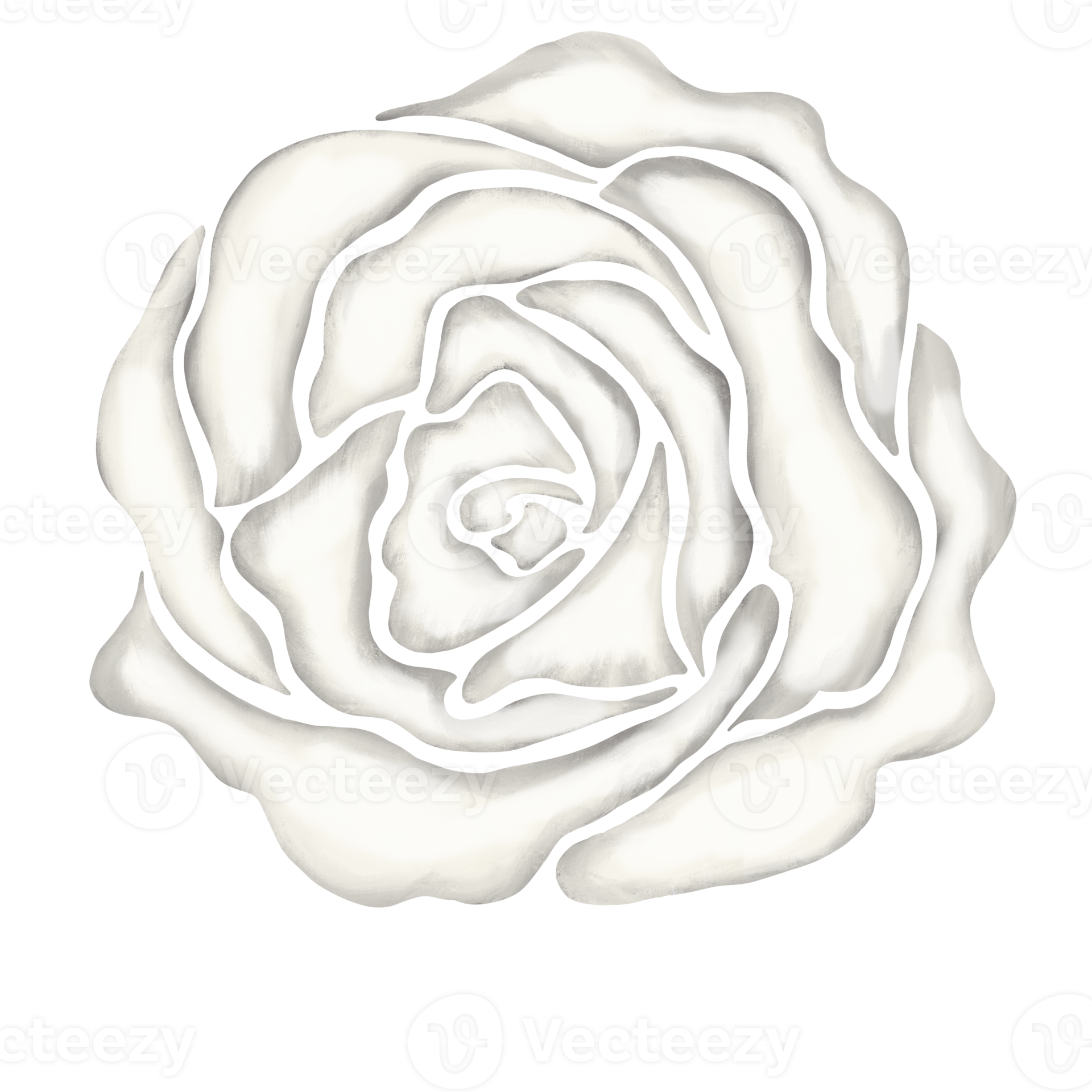 white rose flower drawing illustration 13168272 PNG